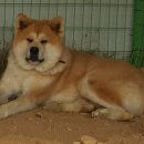 자룡농장 이미지