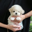 울산 강아지분양 미유펫 이미지