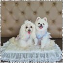 댕그라운드 | 기장애견동방카페 강아지와 함께한 행복한 하루, 댕그라운드 애견카페 후기