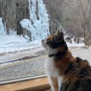 의성군 청소년센터 | [청송] 겨울여행 1박2일 코스｜솔샘 온천·주산지·청송 얼음골 일정 정리