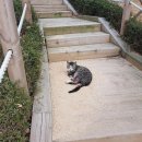 동탄 신도시 다리다친 고양이 구조도움주실 캣맘님 찾습니다 이미지