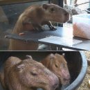 남미농장 이미지