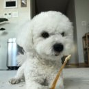 포롱펫푸드 이미지