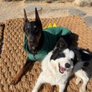 숲속댕토리애견유치원 이미지