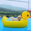 해피데이애견 이미지