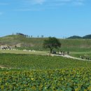 북삼리 석조여래입상 이미지