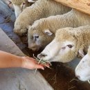 정화목장 이미지