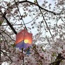 가평 에덴벚꽃길 4.19 실시간 현황 벚꽃축제 후기 벚꽃 만개 (행사정보, 꿀팁, 애견동반, 주차)