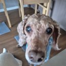 도그바라기 | 남양주애견카페 도그맥스 서울근교 천연잔디 내돈내산후기