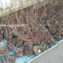 동화조경농원 이미지