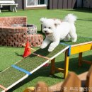 독플레이스 이미지