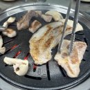 돼지갈매기 이미지