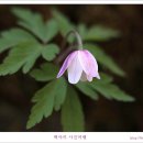 송이야생화