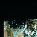 [도쿄 워홀 D+219] 꿈의 나라 디즈니랜드🏰