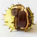 마로니에 이미지