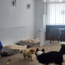 뽀뽀뽀하개 이미지