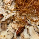 레지나식당 이미지