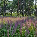 소나무공원 화장실 이미지