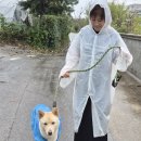 우리 진돌이 우비 이미지
