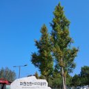 화천파크 | 화천산천어파크골프장 다녀온 후기, IMP 파크골프공으로 치니까 손맛 다르더라