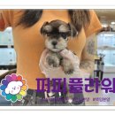 강아지분양 애견분양 퍼피플라워 중랑점 이미지