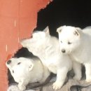 헨델과그레텔 이미지