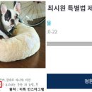 벅시 이미지