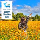 강매동 석교 | 창릉천 코스모스 축제 2025 강매석교공원 가는길 주차 개화상황