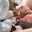 보기축산 이미지