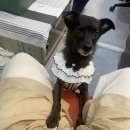 포시랍개 이미지