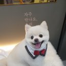 독살롱 다듬 이미지