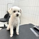 살롱드댕댕 이미지