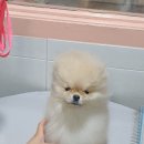 러블리펫샵 이미지