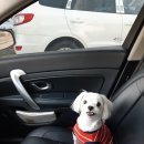 친친 동물병원 이미지