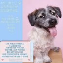 둥둥펫살롱 이미지