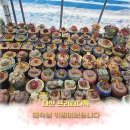 다산프리티다육