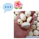 마지막 * 알배기(쌈배추) // 재주문 1위 신고배(가정용,선물용) 29,000원 // 오동통 맛있는 꼬마양송이버섯 이미지