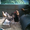 어울림농장 이미지