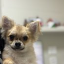 사송 동물 메디컬센터 이미지