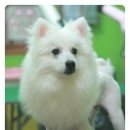 하쿠애견샵 이미지