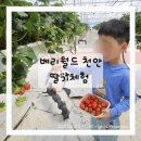 더베리 | 천안 딸기체험 베리월드 천안 아이랑 가볼 만한 곳 후기 (딸기수확·요리체험 꿀팁)