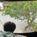 장복스테이 | 이날씨에 아이캠퍼 스카이캠프와 함께하는 제주캠핑 후기(2)(사려니숲길, 스노쿨링, 돌고래 구경, 돌...