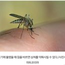 모기에 물렸을때 이미지