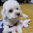 강아지 꼬순내 이미지