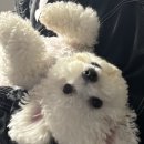 멍토피아 이미지