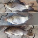 능곡 낚시터 이미지