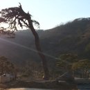 팽나무 농장 이미지