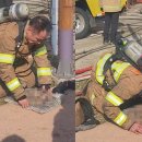 강아지본부 이미지