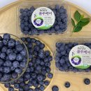 블루베리 앞 이미지