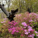 단대105-7 이미지